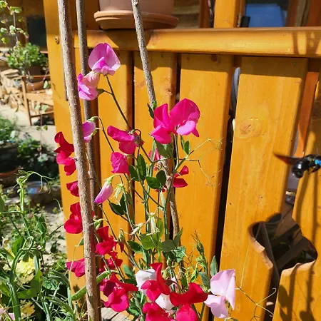 Kdebolotambolo Chalupka